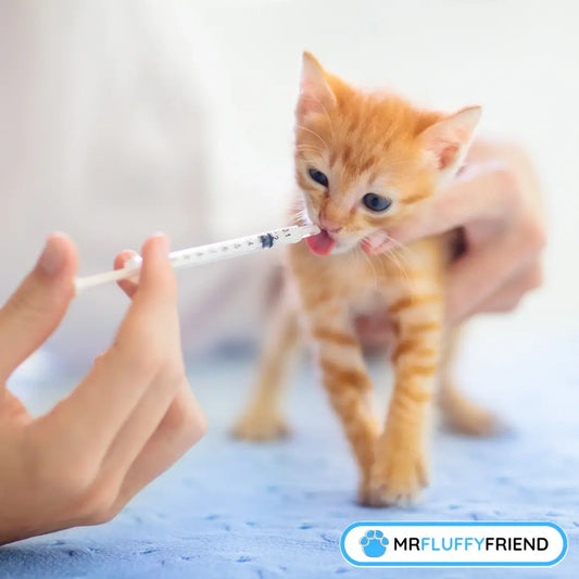 Iemand houdt voorzichtig een klein ginger kitten vast terwijl hij/zij vloeibaar medicijn met een spuitje geeft.