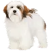  Dog Maat: M