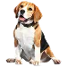  Dog Maat: XL