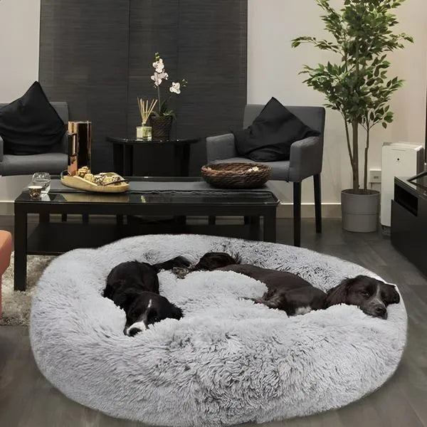 <em><strong>Wil je jouw hond een comfortabel leven geven?</strong></em>